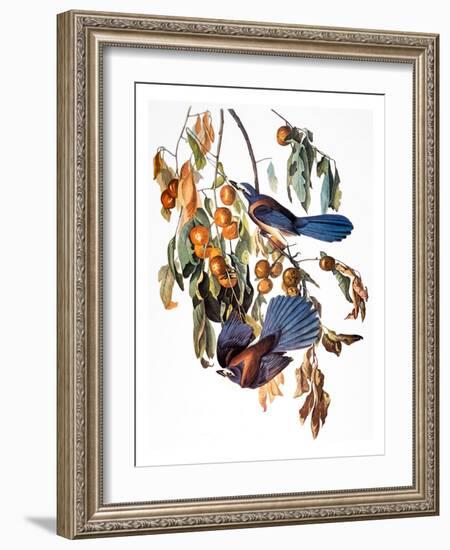 Audubon: Scrub Jay, 1827-38-John James Audubon-Framed Giclee Print
