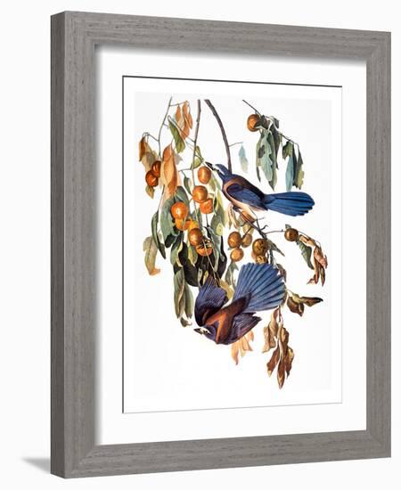 Audubon: Scrub Jay, 1827-38-John James Audubon-Framed Giclee Print