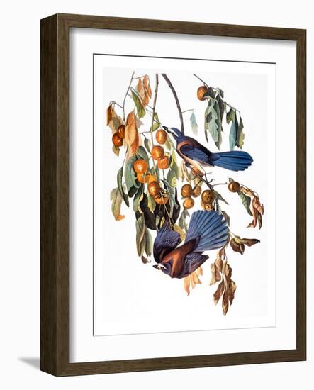 Audubon: Scrub Jay, 1827-38-John James Audubon-Framed Giclee Print