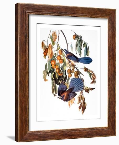 Audubon: Scrub Jay, 1827-38-John James Audubon-Framed Giclee Print