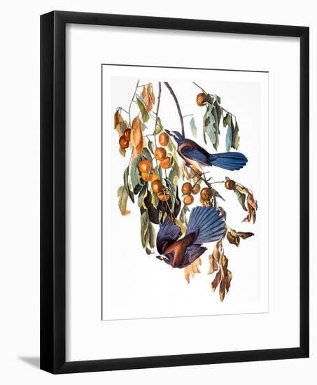 Audubon: Scrub Jay, 1827-38-John James Audubon-Framed Giclee Print