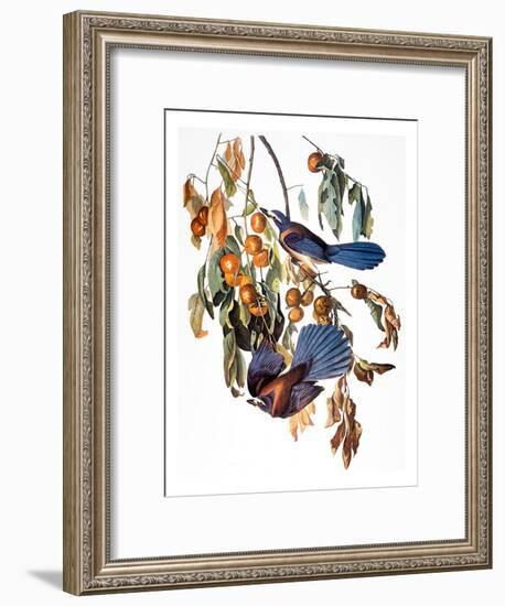 Audubon: Scrub Jay, 1827-38-John James Audubon-Framed Giclee Print