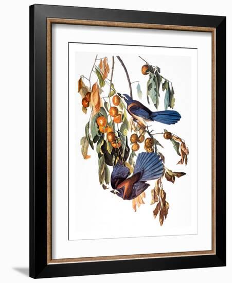 Audubon: Scrub Jay, 1827-38-John James Audubon-Framed Giclee Print