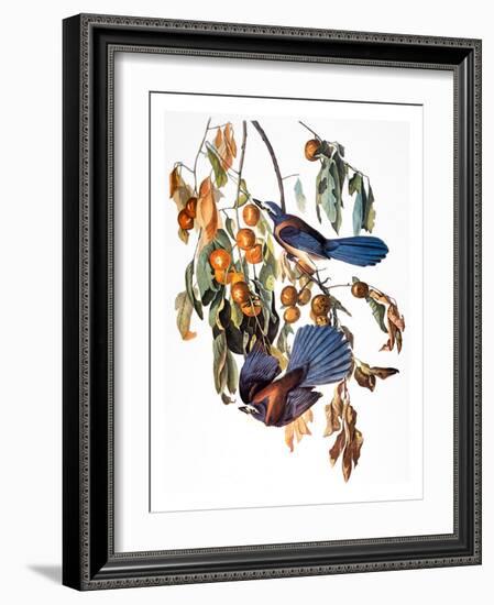 Audubon: Scrub Jay, 1827-38-John James Audubon-Framed Giclee Print