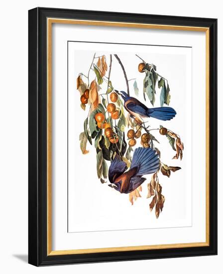 Audubon: Scrub Jay, 1827-38-John James Audubon-Framed Giclee Print