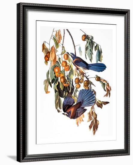 Audubon: Scrub Jay, 1827-38-John James Audubon-Framed Giclee Print