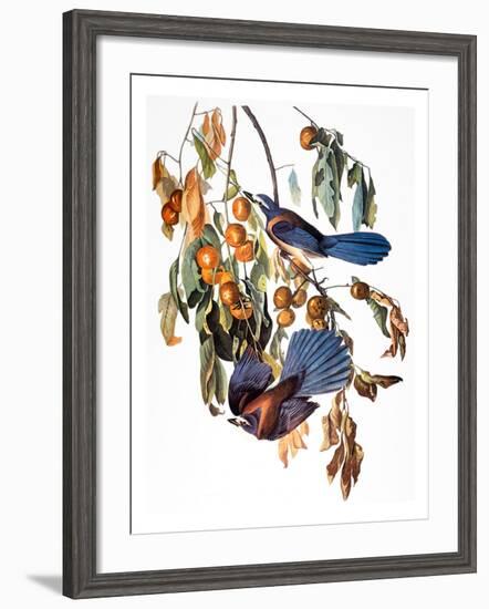 Audubon: Scrub Jay, 1827-38-John James Audubon-Framed Giclee Print