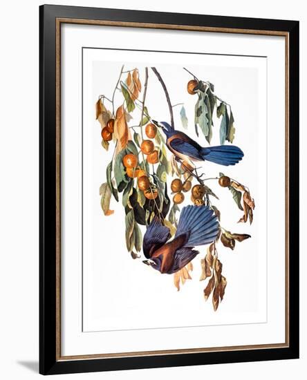 Audubon: Scrub Jay, 1827-38-John James Audubon-Framed Giclee Print