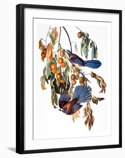 Audubon: Scrub Jay, 1827-38-John James Audubon-Framed Giclee Print