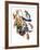 Audubon: Scrub Jay, 1827-38-John James Audubon-Framed Giclee Print