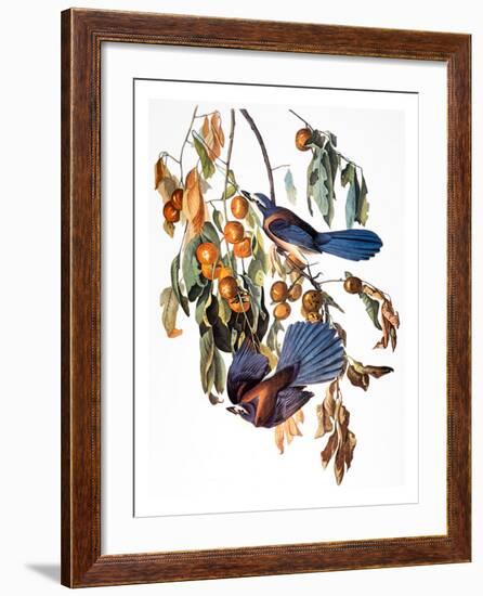 Audubon: Scrub Jay, 1827-38-John James Audubon-Framed Giclee Print