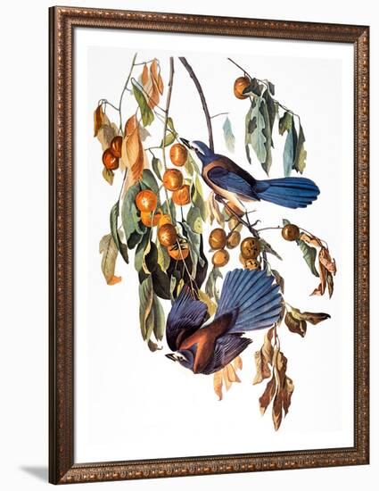 Audubon: Scrub Jay, 1827-38-John James Audubon-Framed Giclee Print