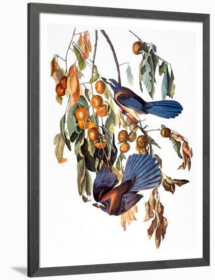 Audubon: Scrub Jay, 1827-38-John James Audubon-Framed Giclee Print