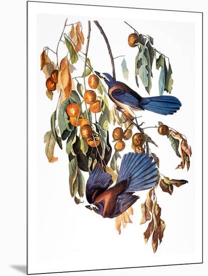 Audubon: Scrub Jay, 1827-38-John James Audubon-Mounted Giclee Print