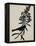 Audubon Silhouette I-Vision Studio-Framed Stretched Canvas