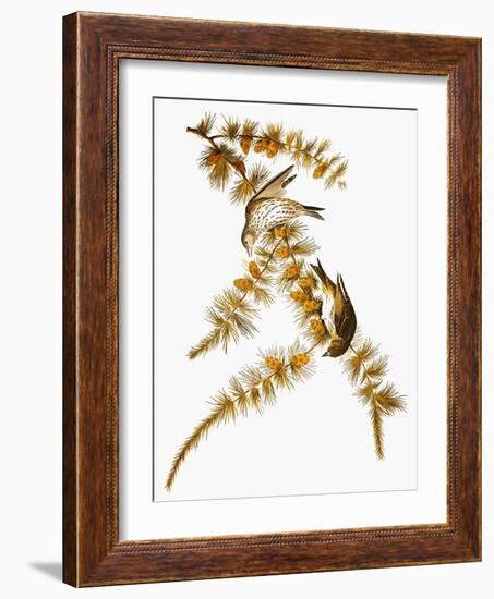 Audubon: Siskin-John James Audubon-Framed Giclee Print