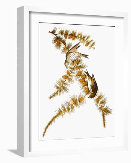 Audubon: Siskin-John James Audubon-Framed Giclee Print