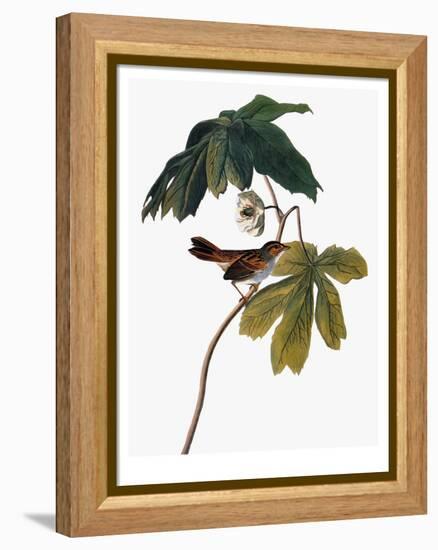 Audubon: Sparrow, 1827-38-John James Audubon-Framed Premier Image Canvas