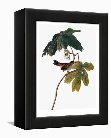 Audubon: Sparrow, 1827-38-John James Audubon-Framed Premier Image Canvas