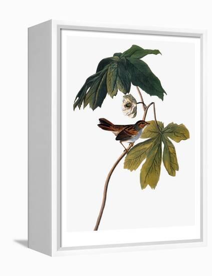 Audubon: Sparrow, 1827-38-John James Audubon-Framed Premier Image Canvas