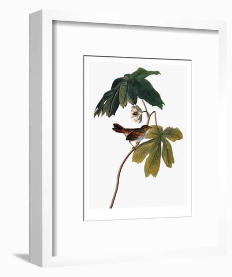 Audubon: Sparrow, 1827-38-John James Audubon-Framed Premium Giclee Print