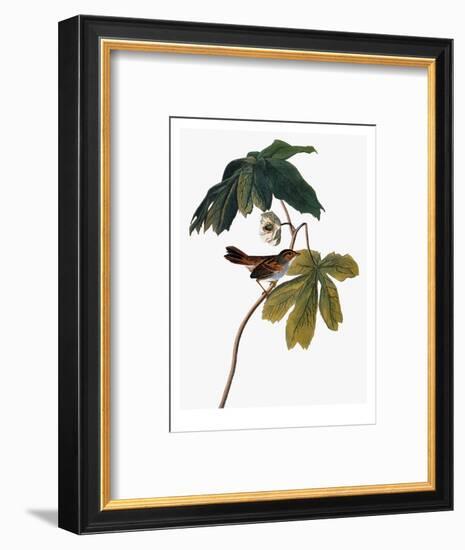 Audubon: Sparrow, 1827-38-John James Audubon-Framed Premium Giclee Print