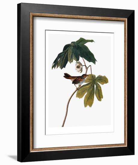 Audubon: Sparrow, 1827-38-John James Audubon-Framed Premium Giclee Print