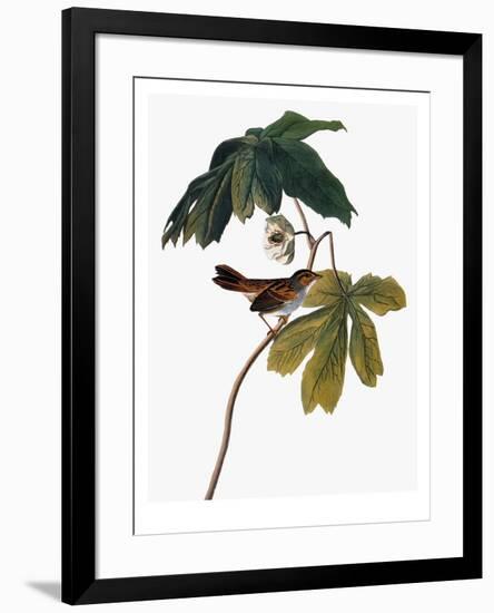 Audubon: Sparrow, 1827-38-John James Audubon-Framed Premium Giclee Print