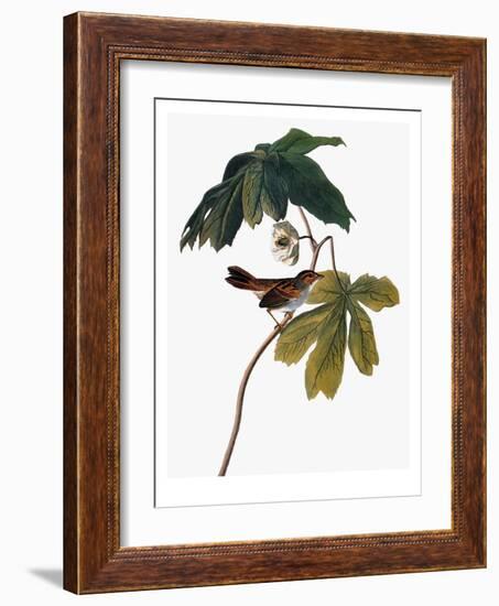 Audubon: Sparrow, 1827-38-John James Audubon-Framed Giclee Print