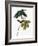 Audubon: Sparrow, 1827-38-John James Audubon-Framed Giclee Print