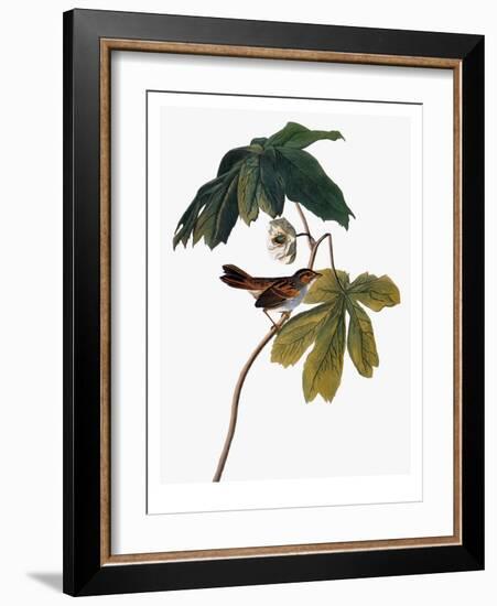 Audubon: Sparrow, 1827-38-John James Audubon-Framed Giclee Print