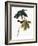 Audubon: Sparrow, 1827-38-John James Audubon-Framed Giclee Print