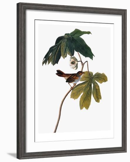 Audubon: Sparrow, 1827-38-John James Audubon-Framed Giclee Print