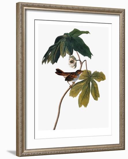 Audubon: Sparrow, 1827-38-John James Audubon-Framed Giclee Print