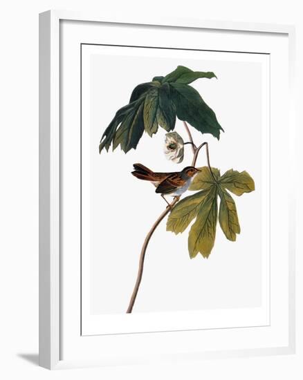 Audubon: Sparrow, 1827-38-John James Audubon-Framed Giclee Print