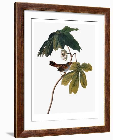 Audubon: Sparrow, 1827-38-John James Audubon-Framed Giclee Print