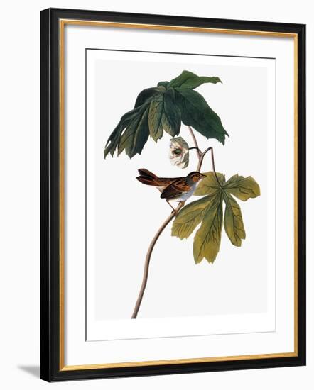 Audubon: Sparrow, 1827-38-John James Audubon-Framed Giclee Print