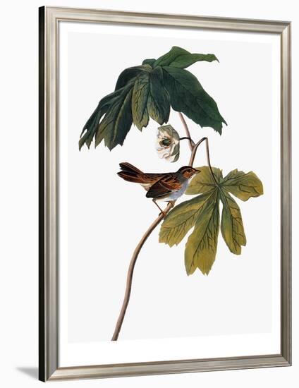 Audubon: Sparrow, 1827-38-John James Audubon-Framed Giclee Print