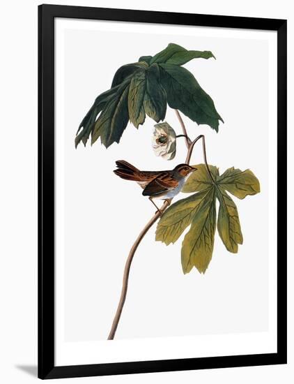 Audubon: Sparrow, 1827-38-John James Audubon-Framed Giclee Print