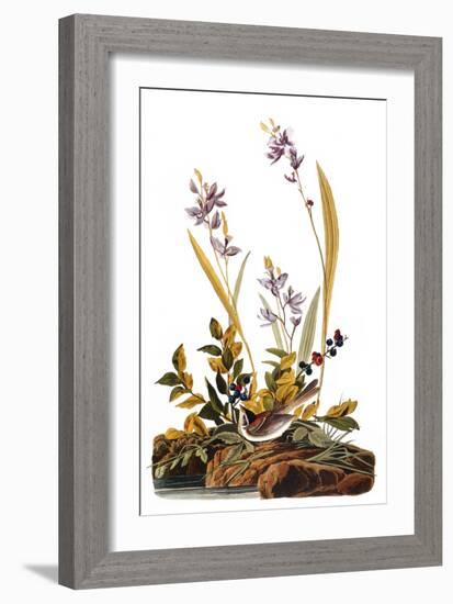 Audubon: Sparrow, 1827-38-John James Audubon-Framed Giclee Print