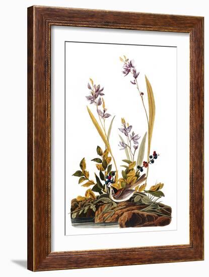 Audubon: Sparrow, 1827-38-John James Audubon-Framed Giclee Print