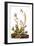 Audubon: Sparrow, 1827-38-John James Audubon-Framed Giclee Print