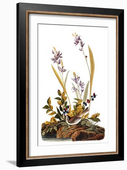 Audubon: Sparrow, 1827-38-John James Audubon-Framed Giclee Print