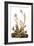 Audubon: Sparrow, 1827-38-John James Audubon-Framed Giclee Print