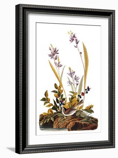 Audubon: Sparrow, 1827-38-John James Audubon-Framed Giclee Print