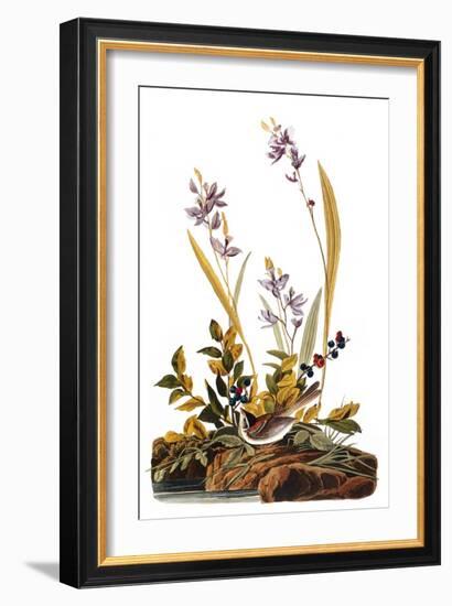 Audubon: Sparrow, 1827-38-John James Audubon-Framed Giclee Print