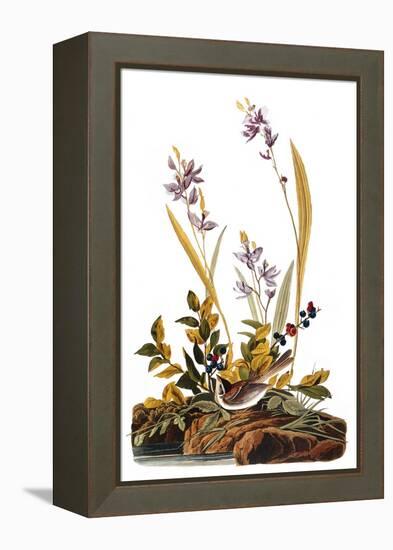 Audubon: Sparrow, 1827-38-John James Audubon-Framed Premier Image Canvas