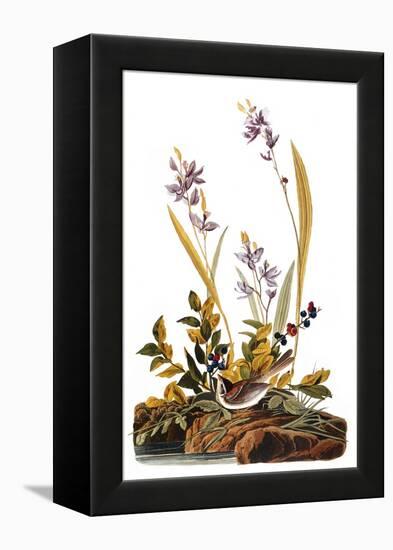 Audubon: Sparrow, 1827-38-John James Audubon-Framed Premier Image Canvas