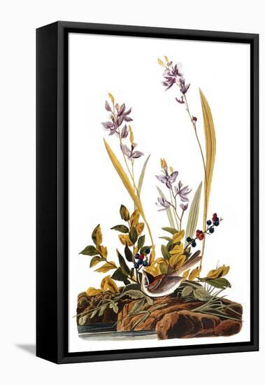 Audubon: Sparrow, 1827-38-John James Audubon-Framed Premier Image Canvas