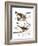 Audubon: Sparrow, 1827-38-John James Audubon-Framed Giclee Print